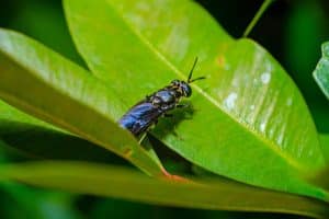 Employment and Climate Change: Green Jobs and Sustainable Careers